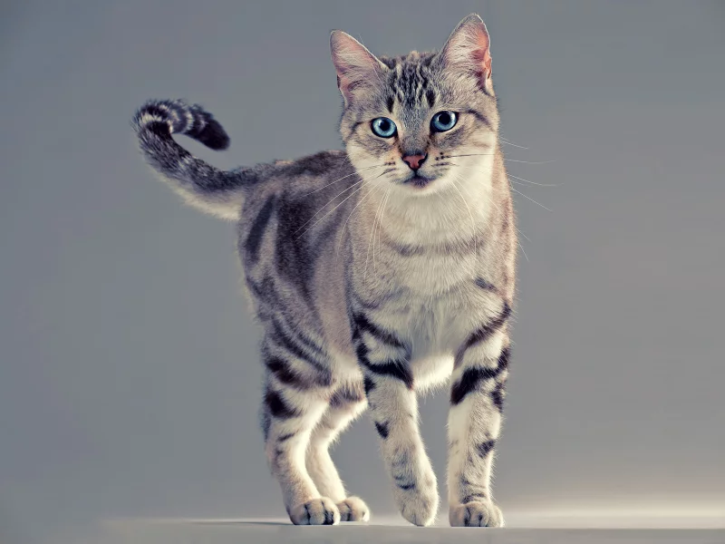 лапы, усы, хвост, Кот