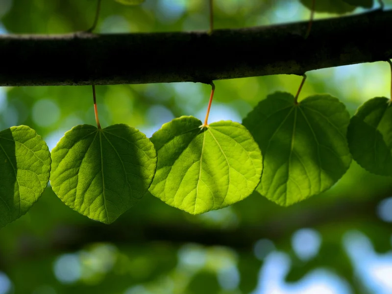 свет, Листочки, leaf wallpapers, листики, кора, тепло