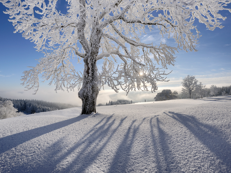 Снег, солнце, дерево