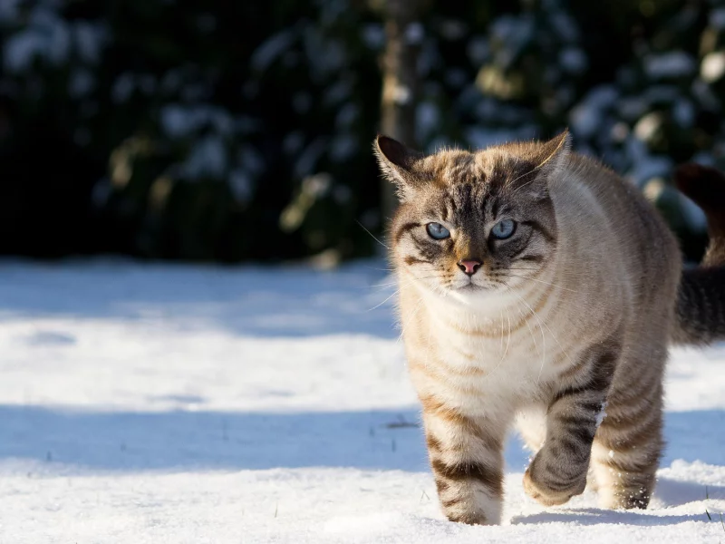 голубые глаза, Кот, грозный вид, розовый носик, снег