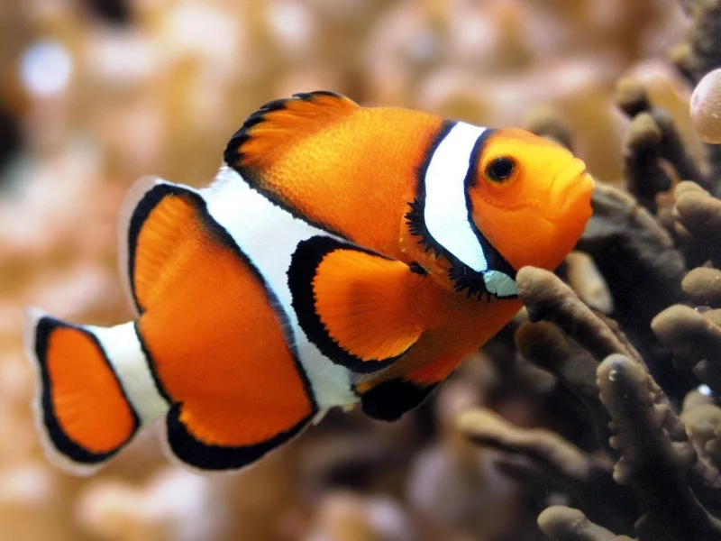 amphiprion ocellaris, Рыба-клоун, вода