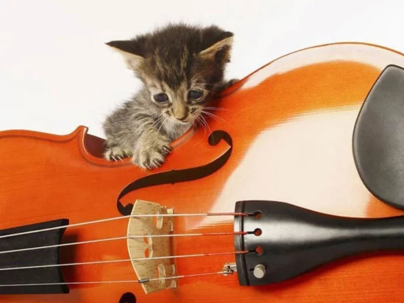 музыка,, Котенок, скрипка