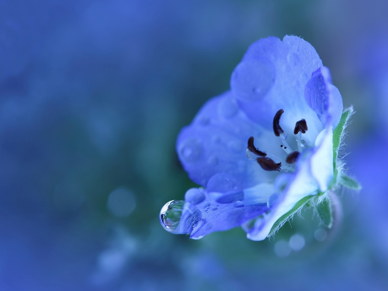 Цветок, маленький, лепестки, голубой, синий, растение