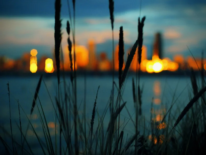 огни, трава, Bokeh