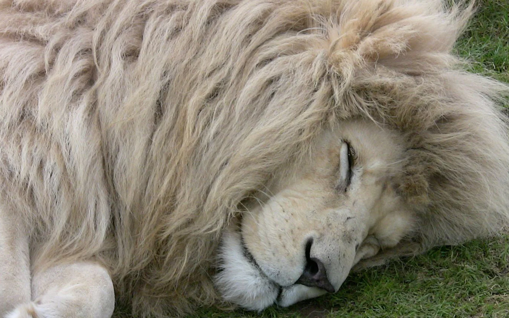 белый лев, белый, lion, white, white lion, лев