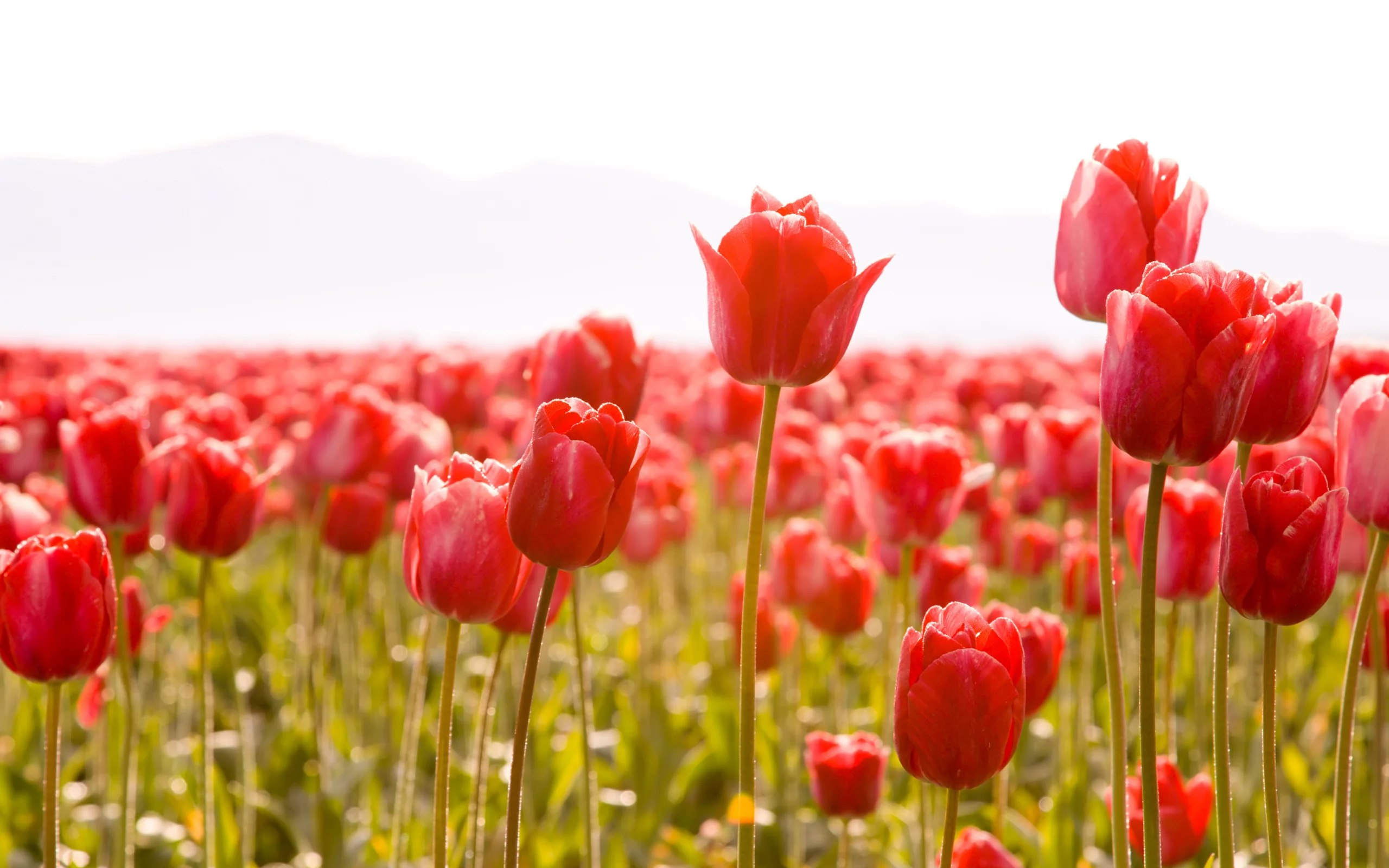 тюльпаны, стебли, tulips, тюльпан, цветы