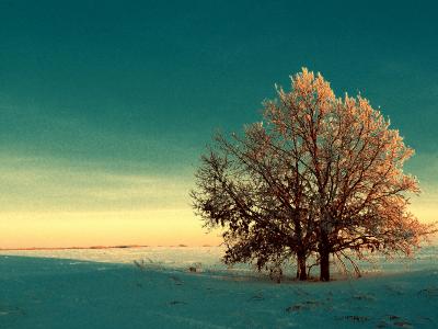 снег, поле, иней, деревья, Зима, осенняя листва, рассвет