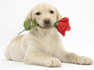 лабрадор ретривер, щенок, labrador retriever