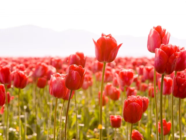 тюльпаны, стебли, tulips, тюльпан, цветы