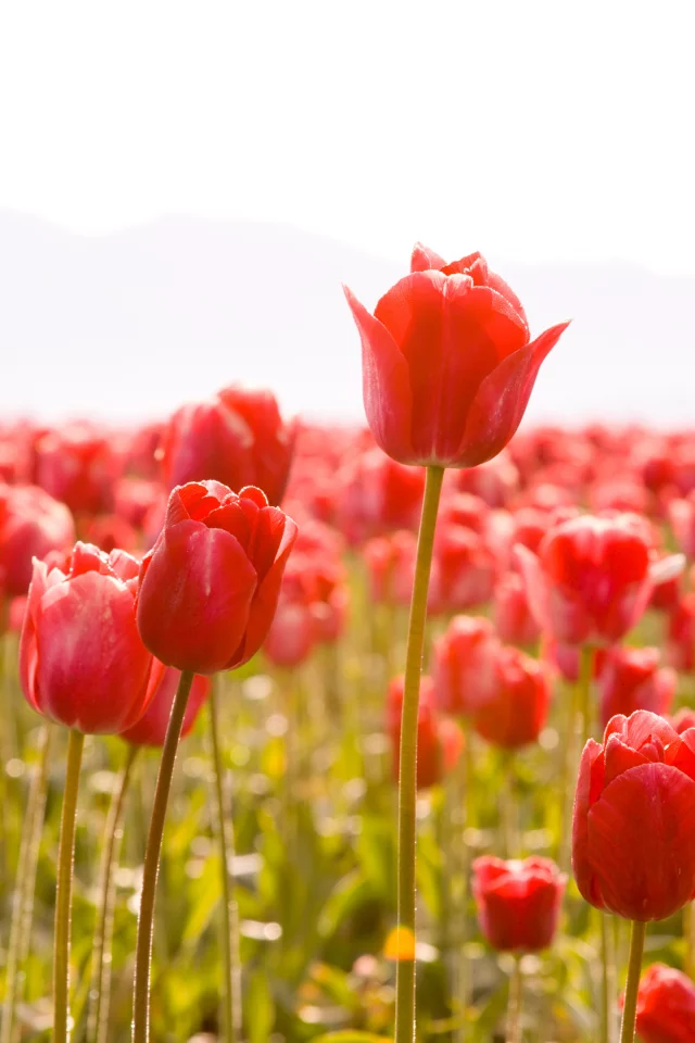 тюльпаны, стебли, tulips, тюльпан, цветы