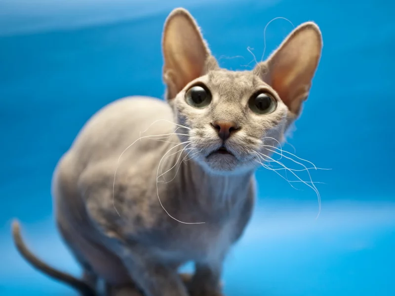 кошка, взгляд, сфинкс