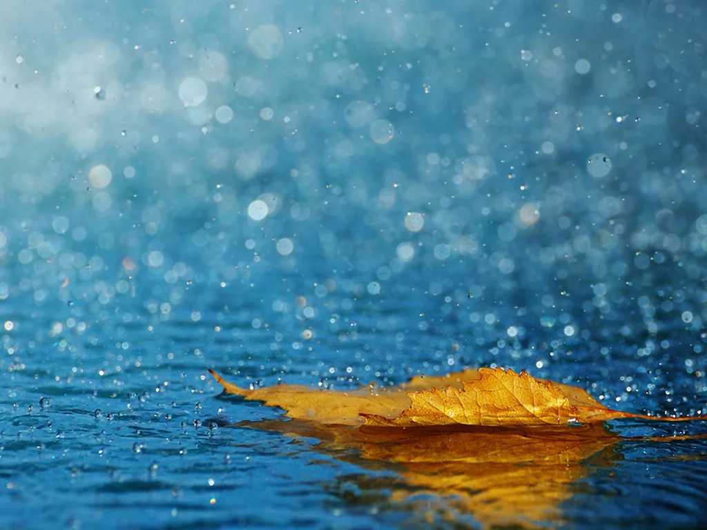 вода, лист, капли