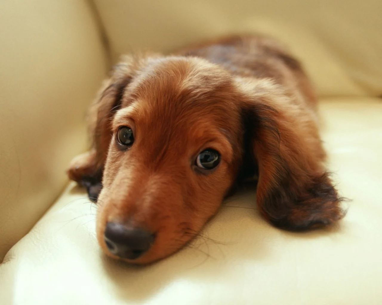 взгляд, диван, глаза, dachshund, такса