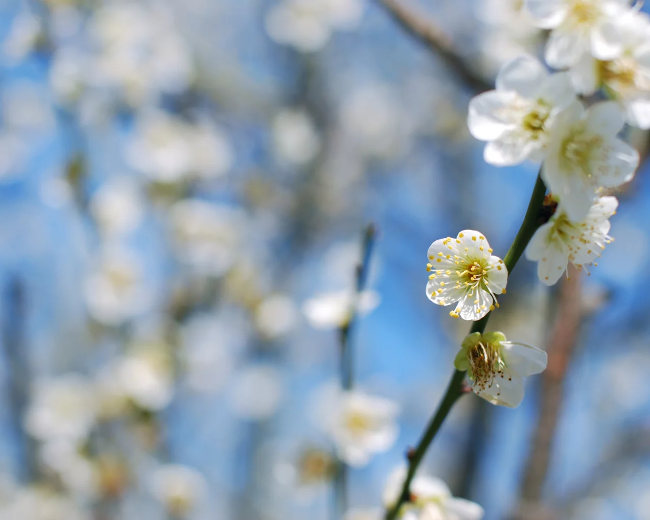 cлива, ветки, plum blossom, дерево, цветение