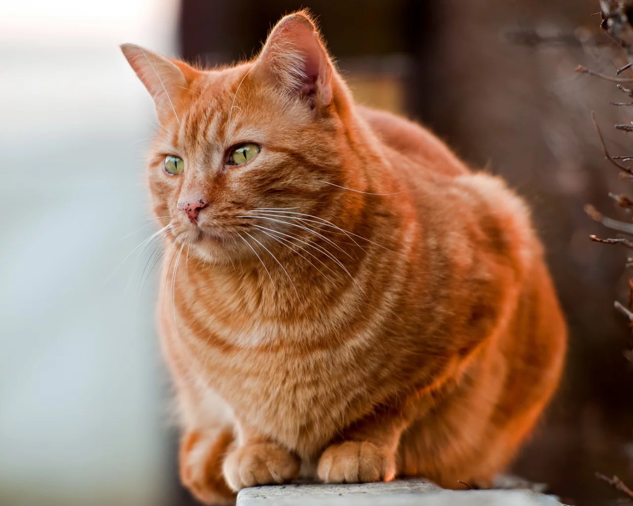 кот, фон, природа