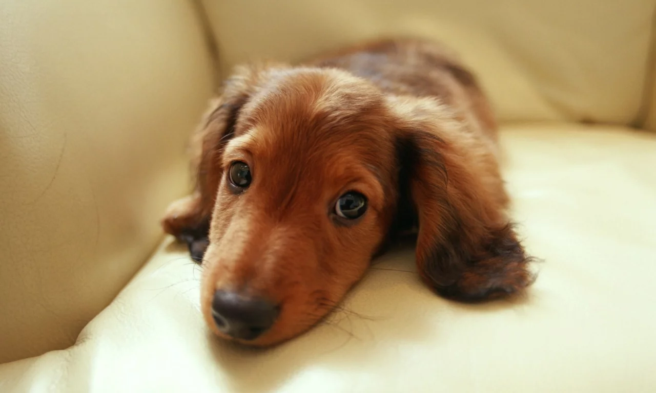 взгляд, диван, глаза, dachshund, такса