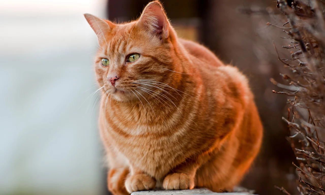 кот, фон, природа