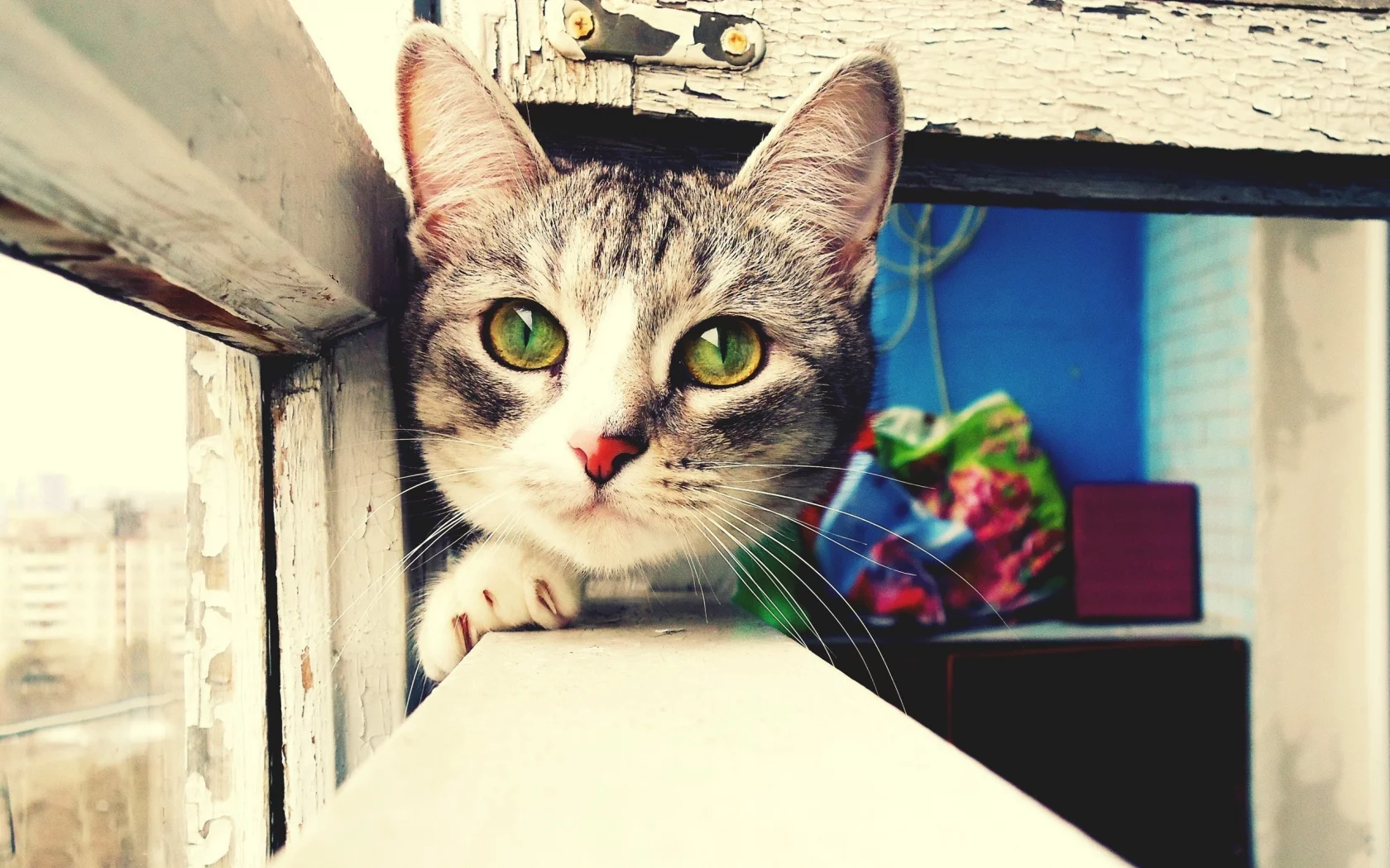 глаза, балкон, кошка