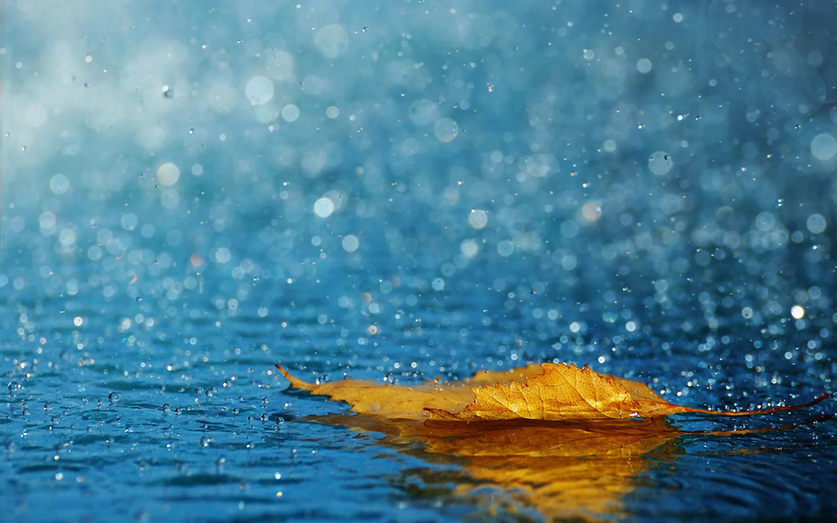 вода, лист, капли