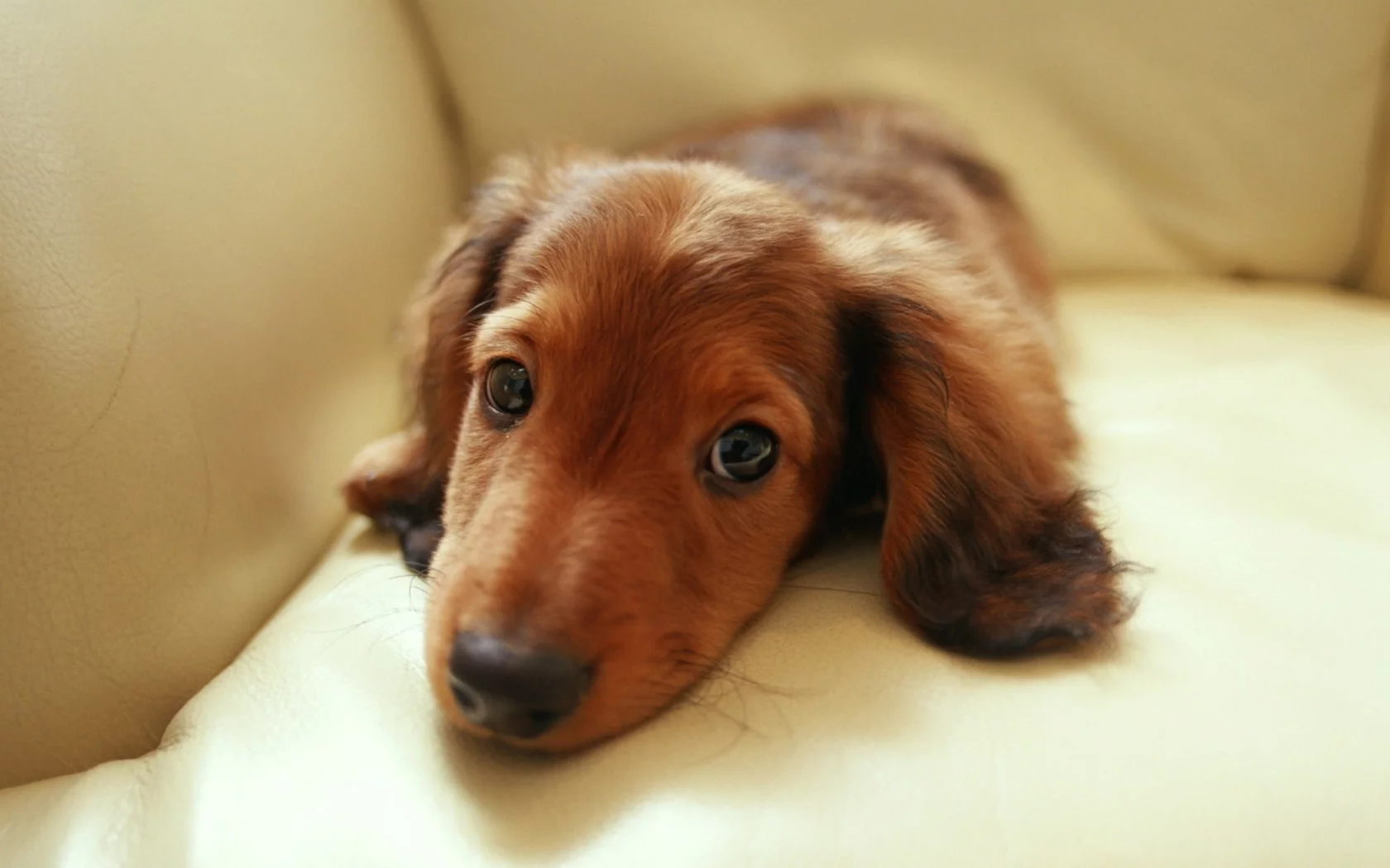 взгляд, диван, глаза, dachshund, такса