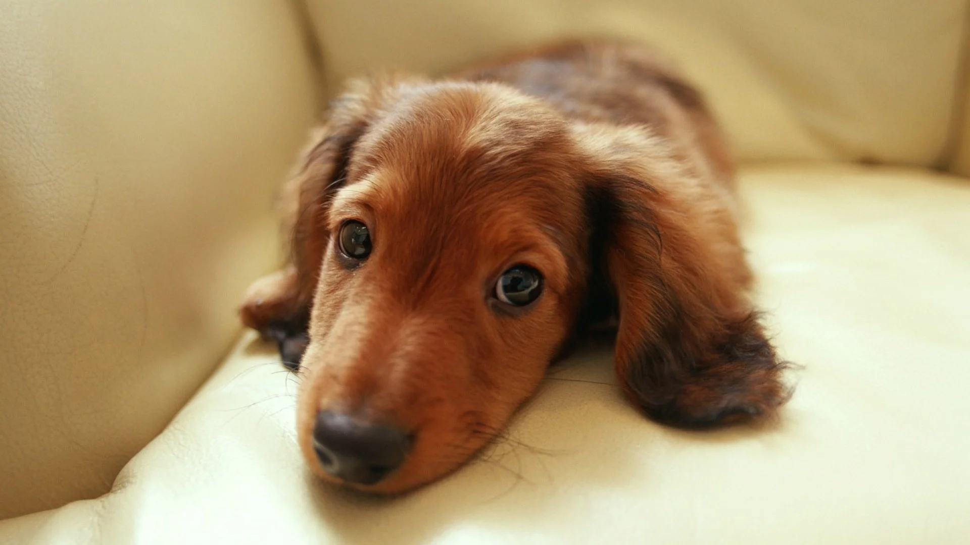 взгляд, диван, глаза, dachshund, такса