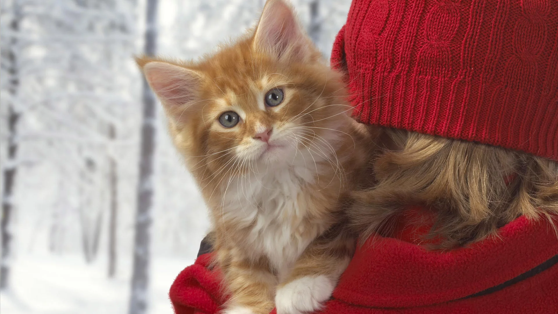 зима, котенок, рыжий