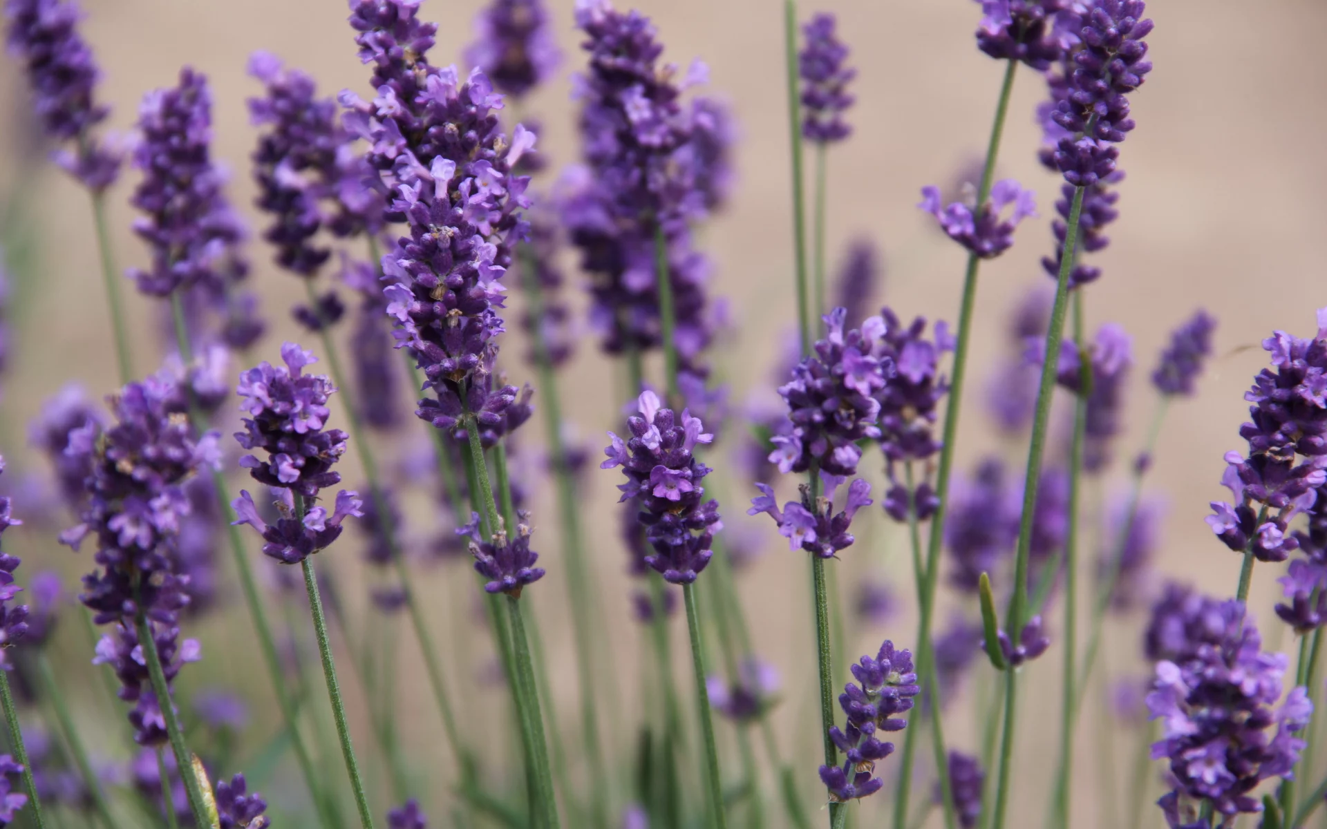 цветы, природа, фиолетовый, flowers