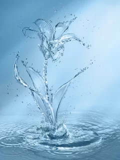 цветок, голубой, капли, вода