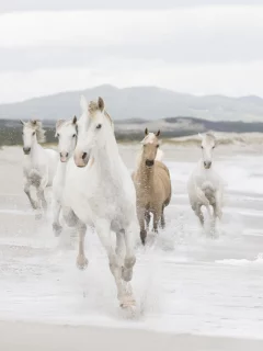 табун, лошади, берег, море, кони