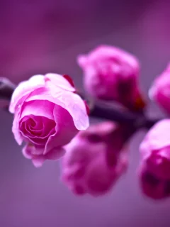 фиолетовый, розовые, ветка, розы, фон