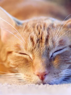 дом, кошка, сон