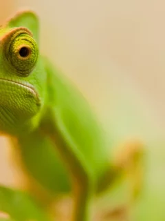ящер, макро, природа