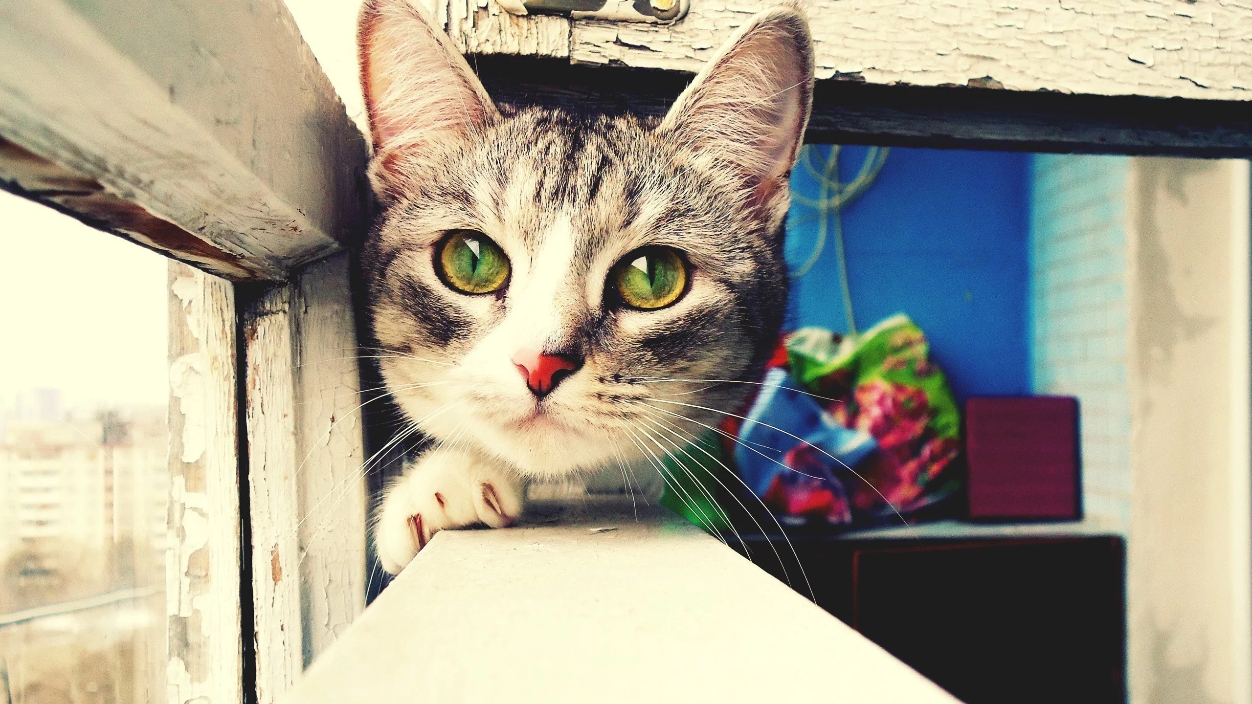 глаза, балкон, кошка