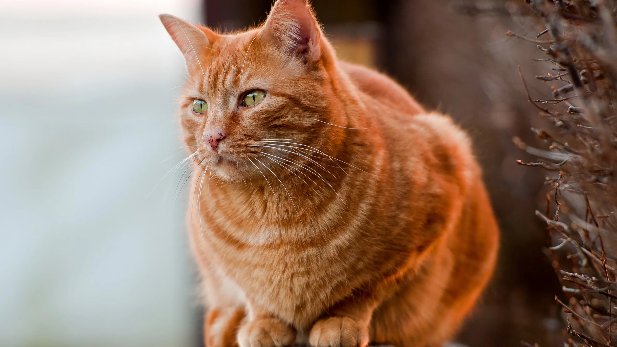 кот, фон, природа