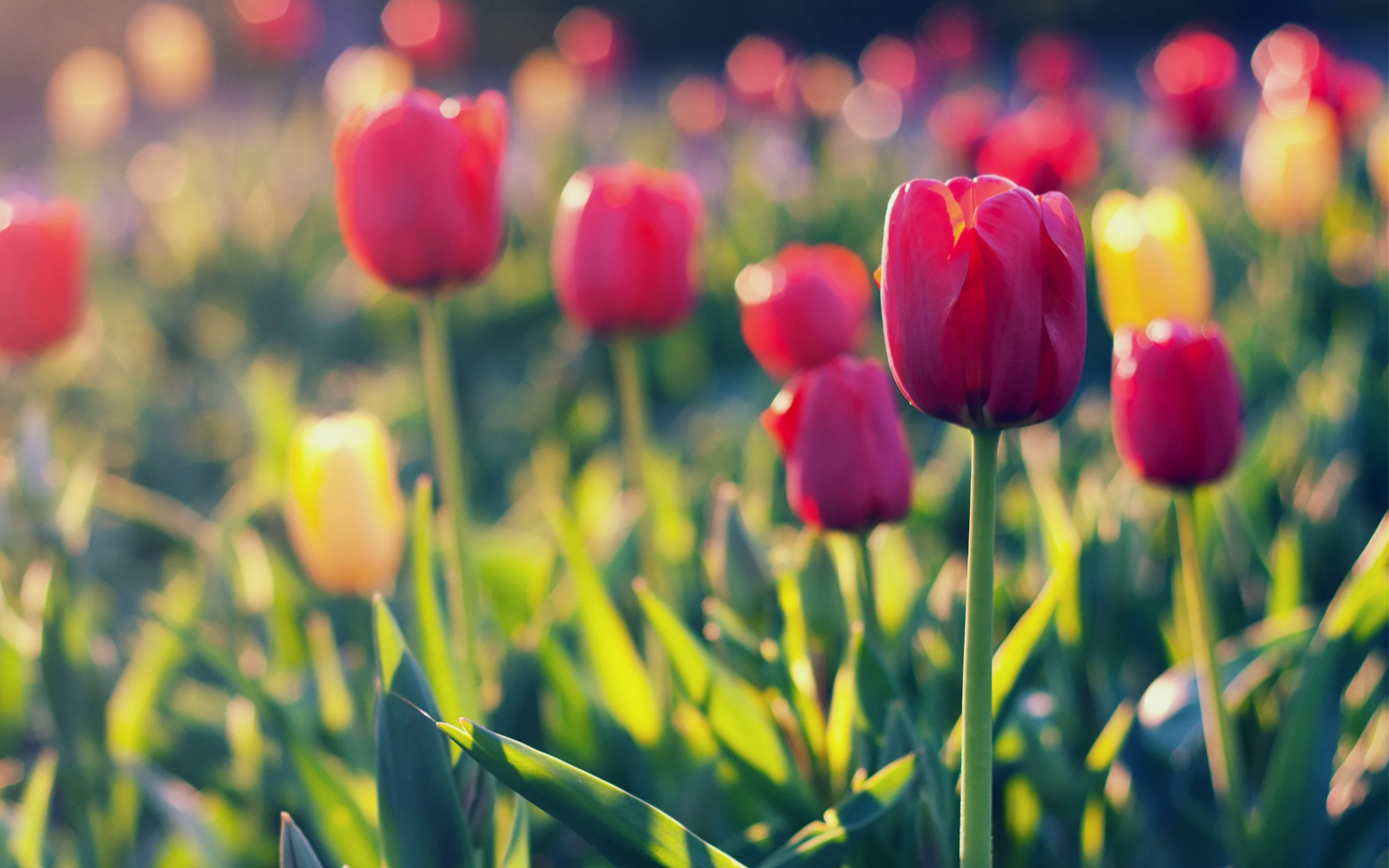 красные, yellow, tulips, тюльпаны, field, red