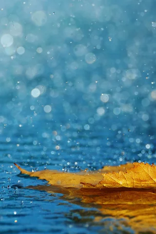 вода, лист, капли