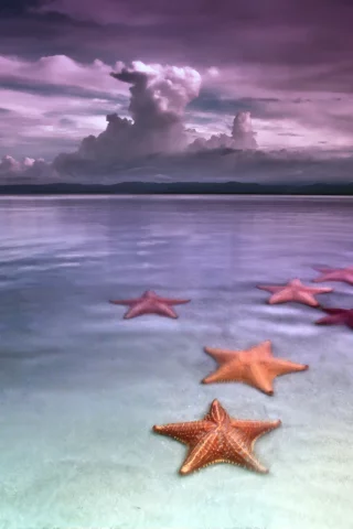 морские звезды, море, пляж, берег, небо