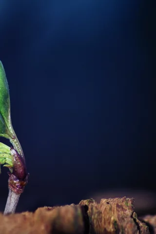 макро, природа, листья