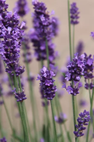 фиолетовый, природа, цветы, flowers