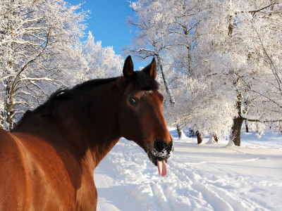 зима, лошадь, язык, снег
