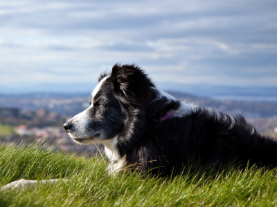 собака, трава, небо