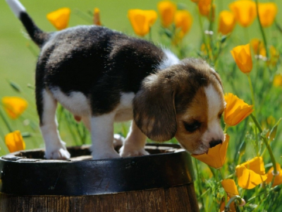 собака, щенок, цветы