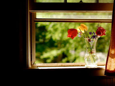 цветы, окно, лето