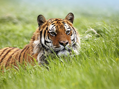 хищник, тигр, трава