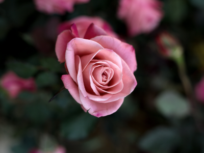 макро, роза, лепестки, цветок, розовый