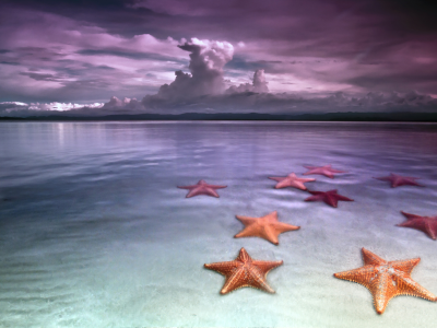 морские звезды, море, пляж, берег, небо