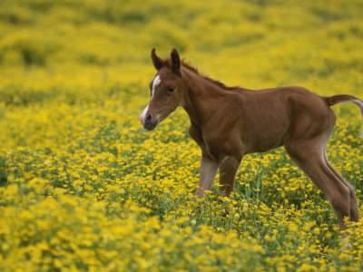 поле, лошадь, цветы