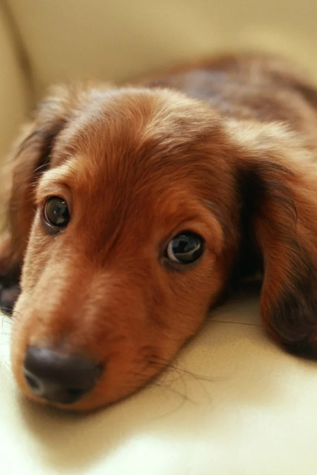 взгляд, диван, глаза, dachshund, такса