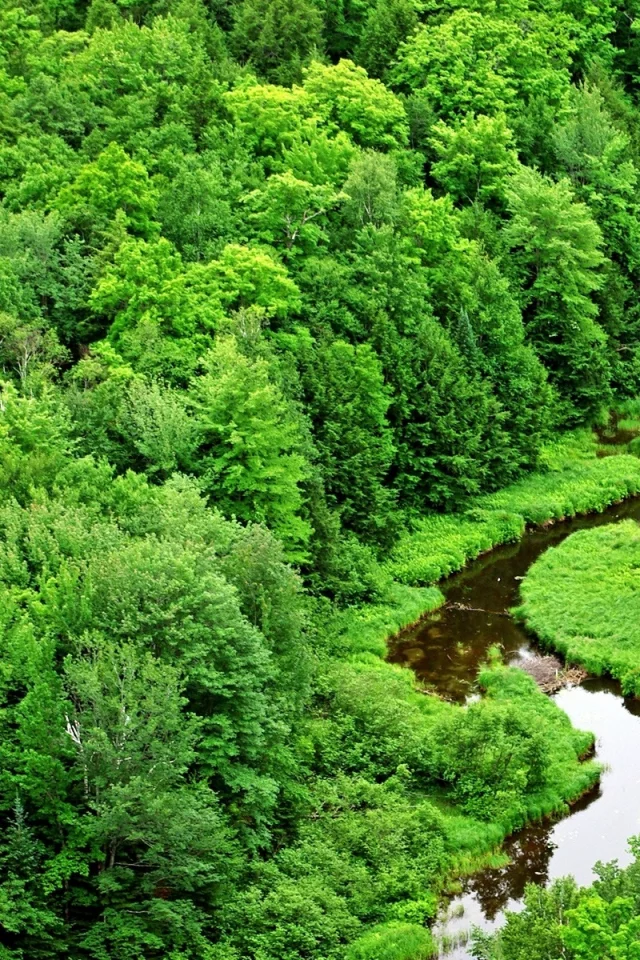 деревья, река