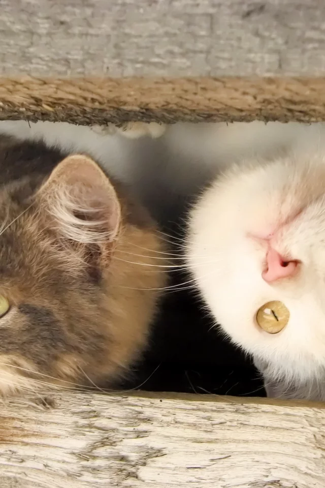 забавный кот, cats, funny cat, kitty, kitten